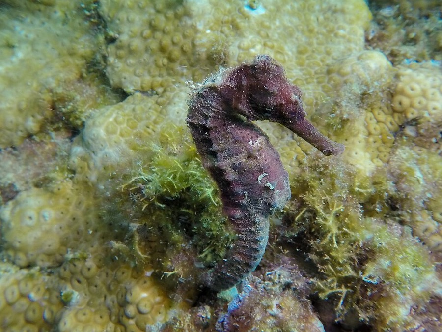 Ảnh minh hoạ Hải Mã (Hippocampus) 5