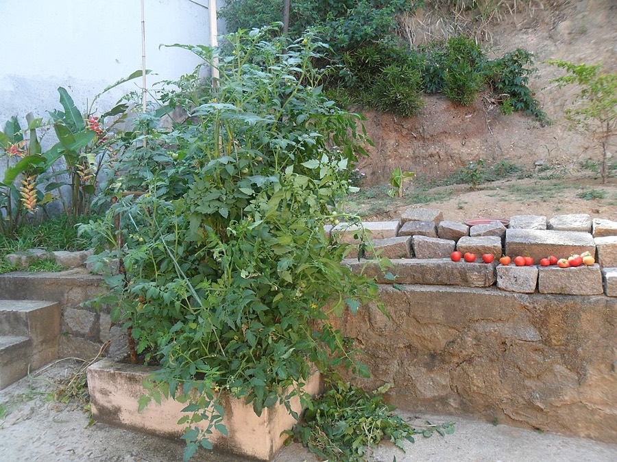 Ảnh minh hoạ Cà Chua (Solanum lycopersicum) 4