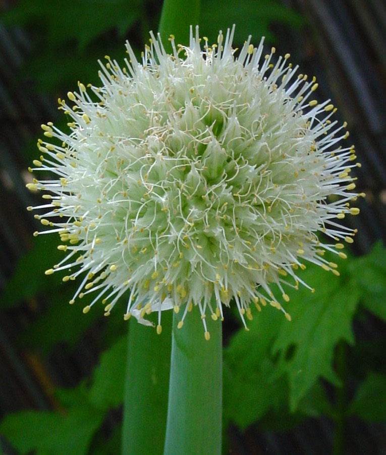 Ảnh minh hoạ Hành (Allium fistulosum) 4