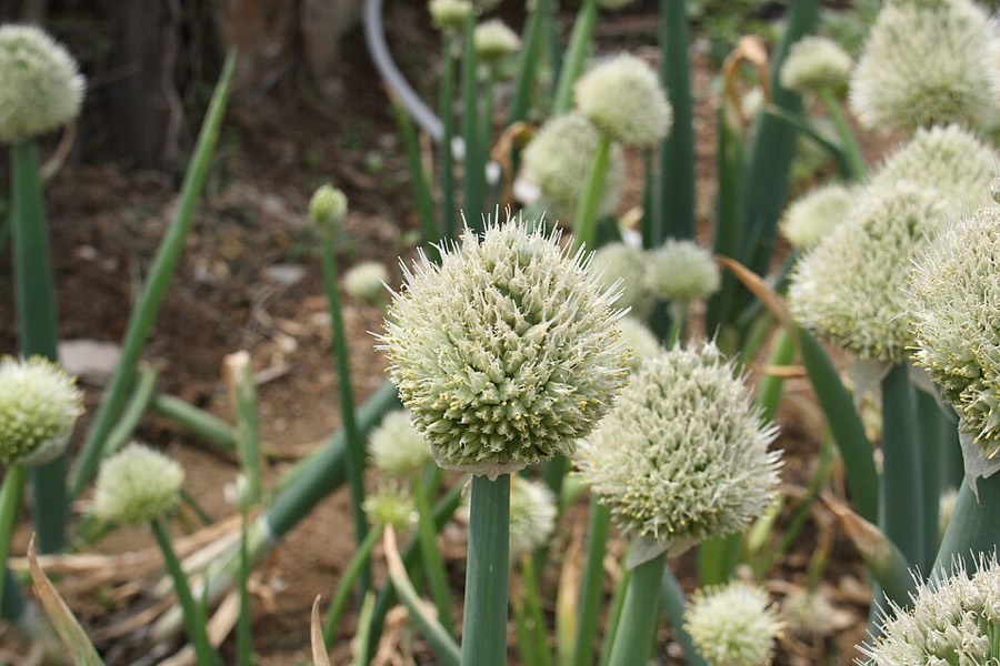 Ảnh minh hoạ Hành (Allium fistulosum) 5