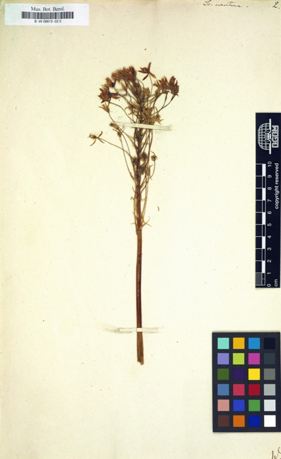 Ảnh minh hoạ Hành Biển (Scilla maritima) 4