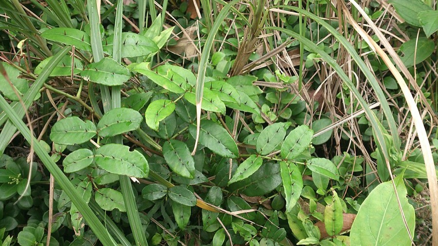 Ảnh minh hoạ Hạt Sẻn (Zanthoxylum nitidum) 4