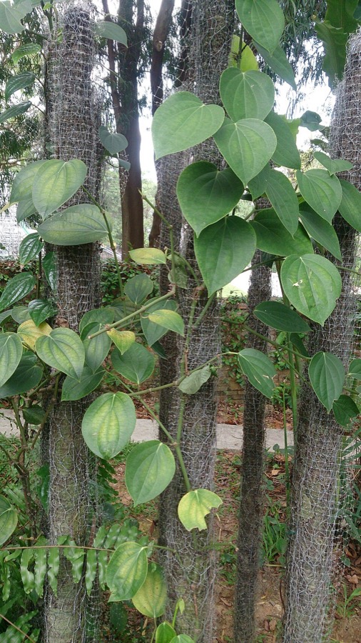 Ảnh minh hoạ Hạt Tiêu (Piper nigrum) 4