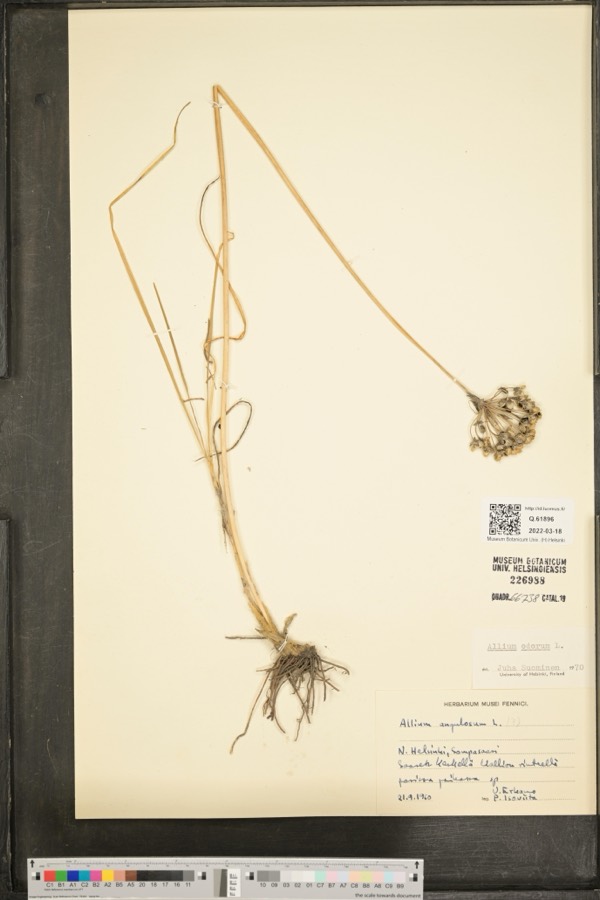 Ảnh minh hoạ Hẹ (Allium odorum) 1
