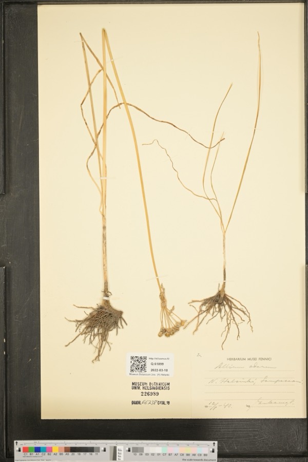 Ảnh minh hoạ Hẹ (Allium odorum) 2