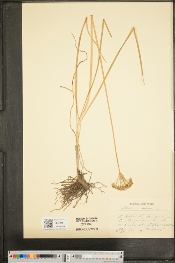Ảnh minh hoạ Hẹ (Allium odorum) 3