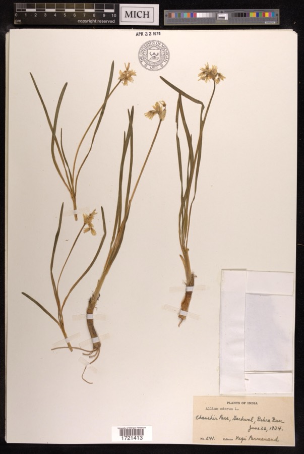 Ảnh minh hoạ Hẹ (Allium odorum) 4