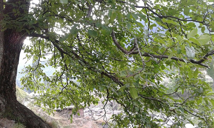 Ảnh minh hoạ Hồ Đào (Juglans regia) 3