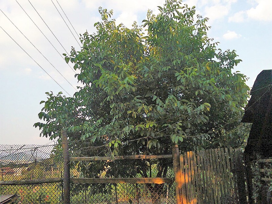 Ảnh minh hoạ Hồ Đào (Juglans regia) 4