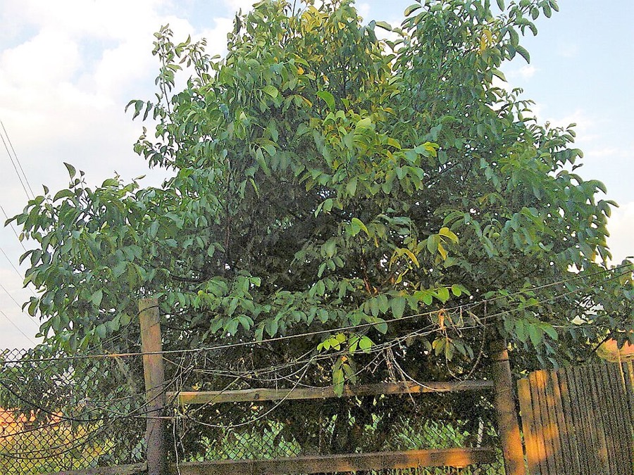 Ảnh minh hoạ Hồ Đào (Juglans regia) 5
