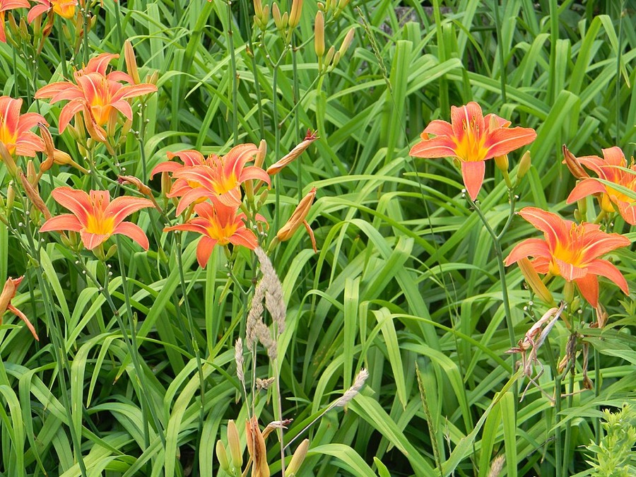 Ảnh minh hoạ Hoa Hiên (Hemerocallis fulva) 4