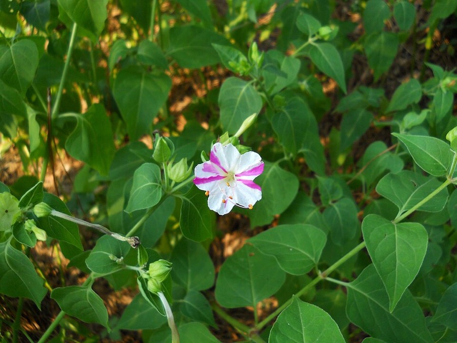Ảnh minh hoạ Hoa Phấn (Mirabilis jalapa) 4