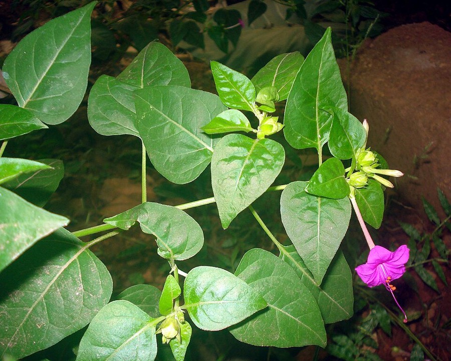 Ảnh minh hoạ Hoa Phấn (Mirabilis jalapa) 5