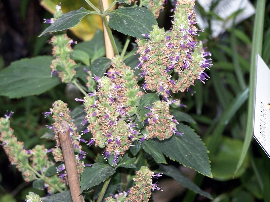 Ảnh minh hoạ Hoắc Hương (Pogostemon cablin) 1