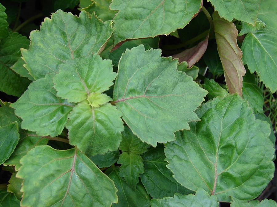 Ảnh minh hoạ Hoắc Hương (Pogostemon cablin) 2