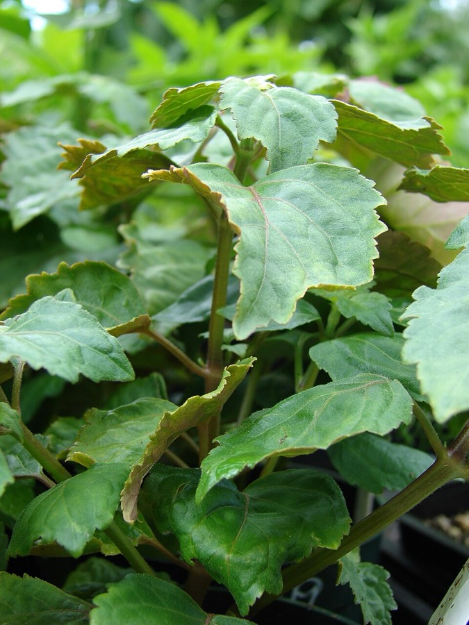 Ảnh minh hoạ Hoắc Hương (Pogostemon cablin) 3