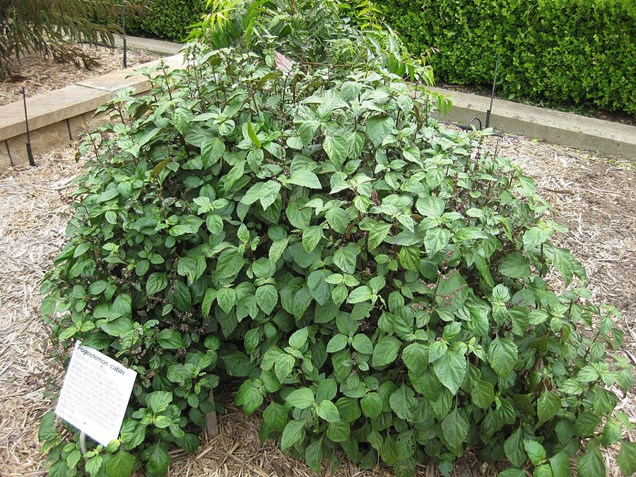 Ảnh minh hoạ Hoắc Hương (Pogostemon cablin) 5
