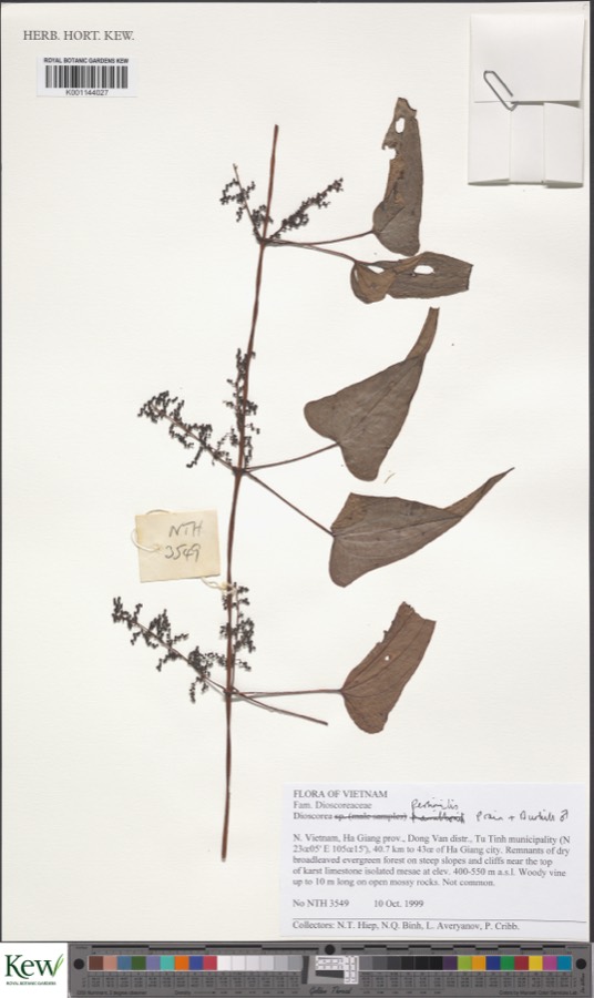 Ảnh minh hoạ Hoài Sơn (Dioscorea persimilis) 2