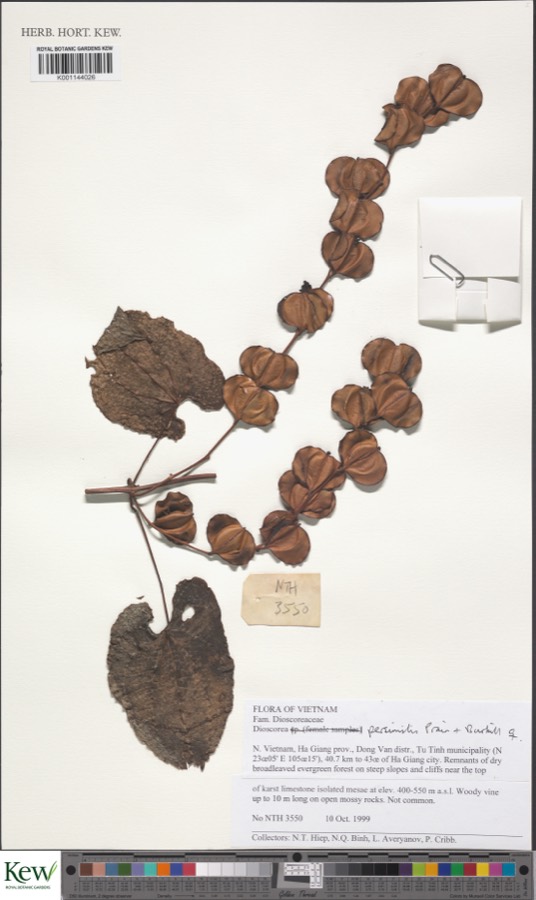 Ảnh minh hoạ Hoài Sơn (Dioscorea persimilis) 3