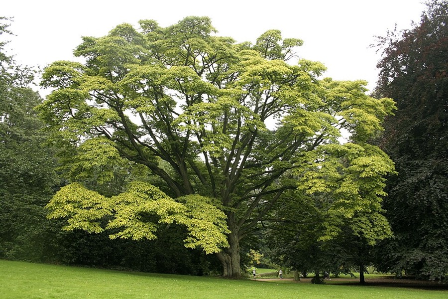 Ảnh minh hoạ Hoàng (Phellodendron amurense) 4