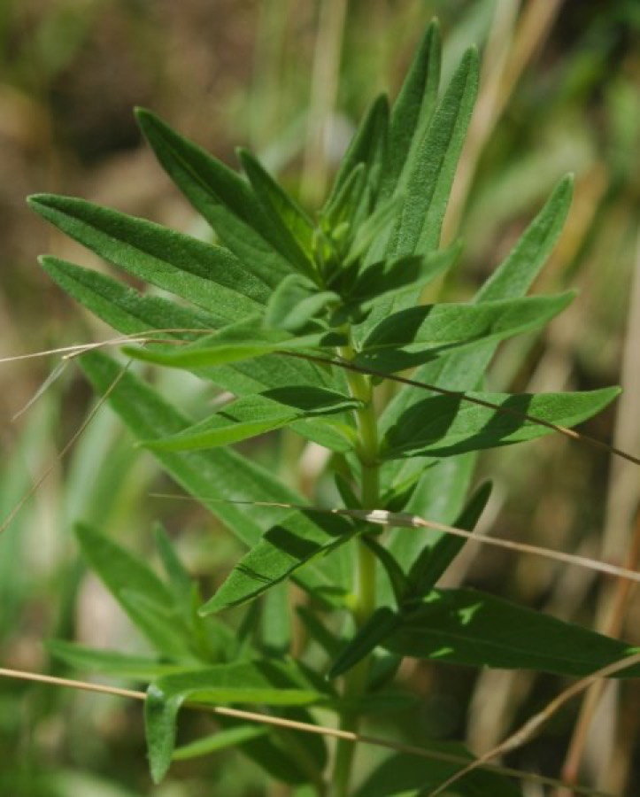 Ảnh minh hoạ Hoàng Cầm (Scutellaria baicalensis) 1