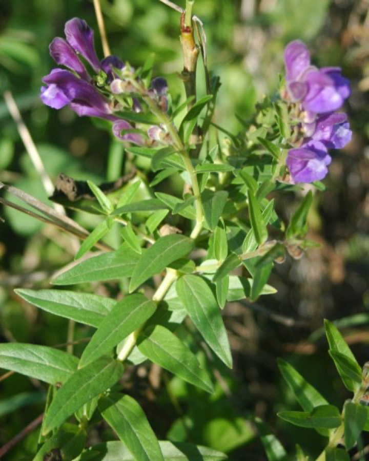 Ảnh minh hoạ Hoàng Cầm (Scutellaria baicalensis) 2