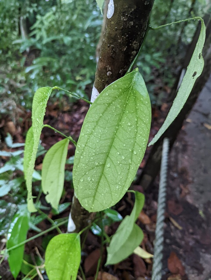 Ảnh minh hoạ Hoàng Đằng (Fibraurea tinctoria) 1