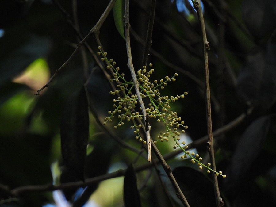 Ảnh minh hoạ Hoàng Đằng (Fibraurea tinctoria) 2