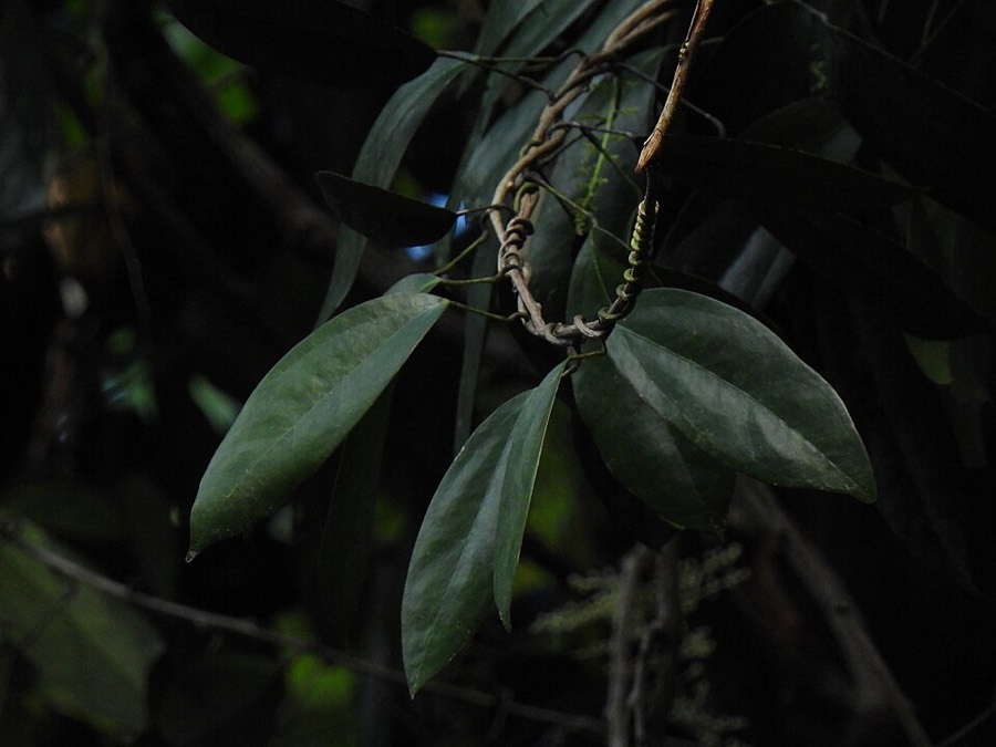 Ảnh minh hoạ Hoàng Đằng (Fibraurea tinctoria) 3