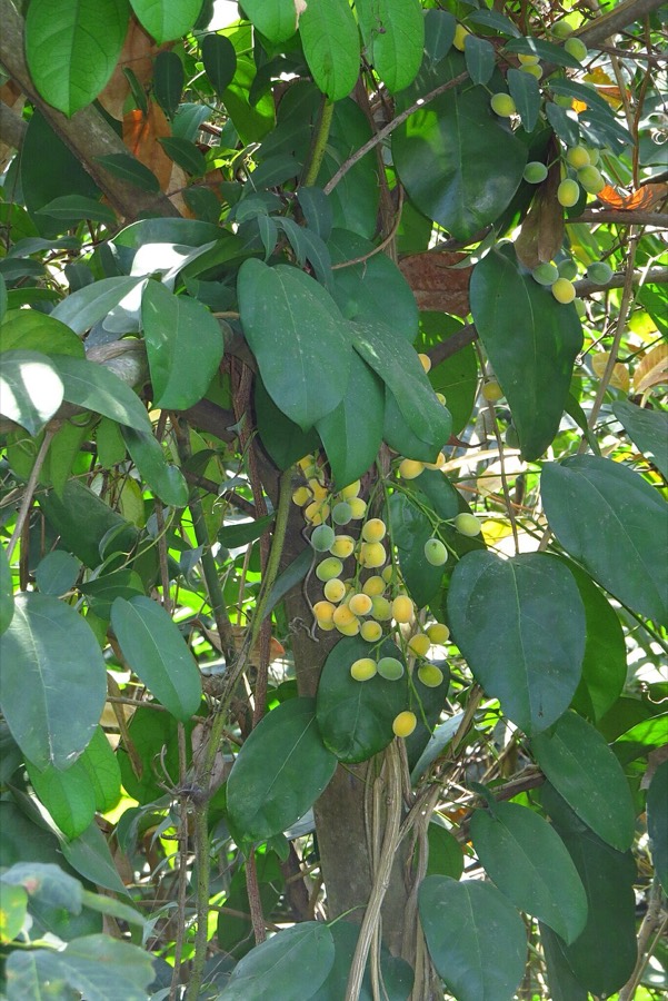Ảnh minh hoạ Hoàng Đằng (Fibraurea tinctoria) 4