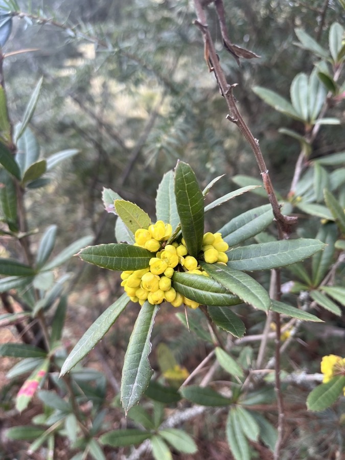 Ảnh minh hoạ Hoàng Liên Gai (Berberis wallichiana) 4