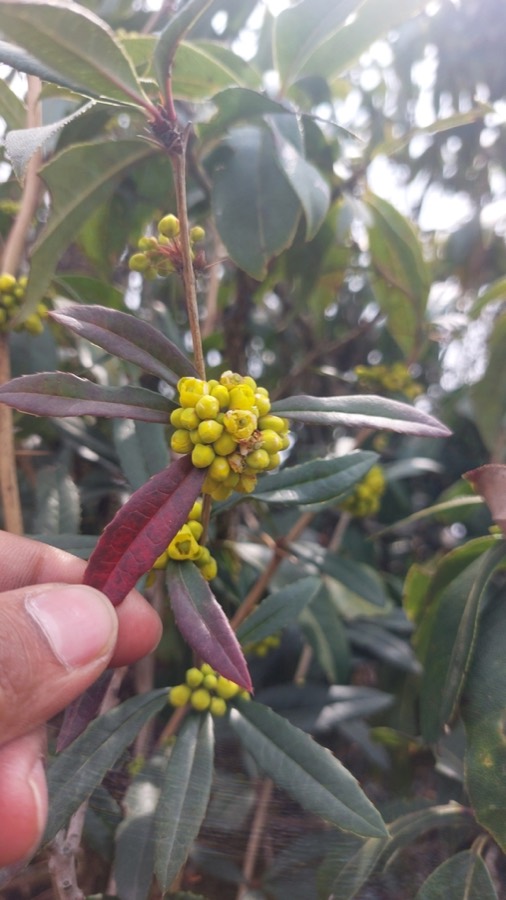 Ảnh minh hoạ Hoàng Liên Gai (Berberis wallichiana) 5