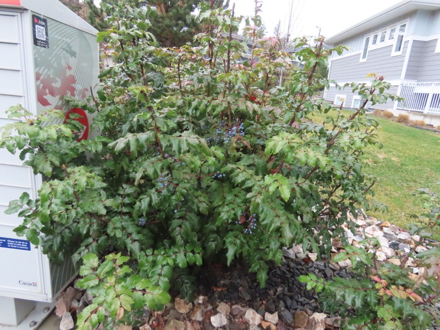 Ảnh minh hoạ Hoàng Liên Ô Rô (Mahonia bealii) 5
