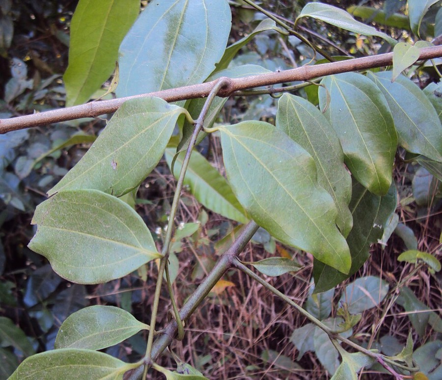 Ảnh minh hoạ Hoàng Nàn (Strychnos wallichiana) 4