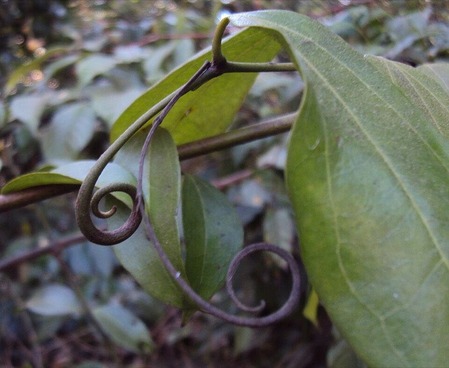 Ảnh minh hoạ Hoàng Nàn (Strychnos wallichiana) 5