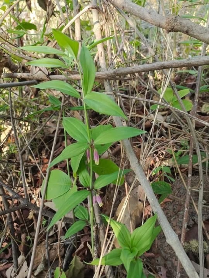 Ảnh minh hoạ Hoàng Tinh (Polygonatum kingianum) 4
