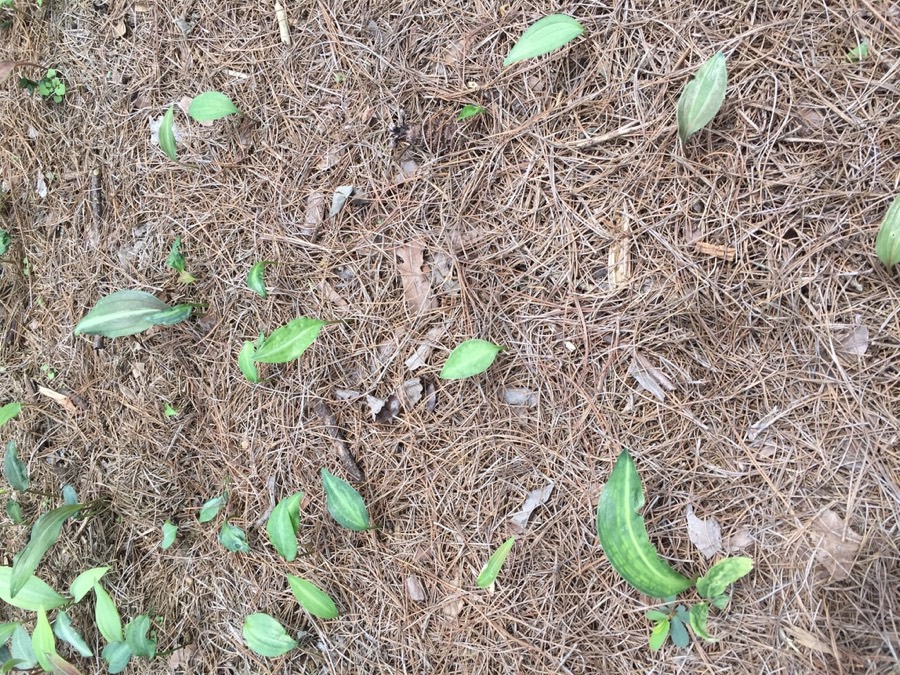 Ảnh minh hoạ Hoàng Tinh (Polygonatum kingianum) 5