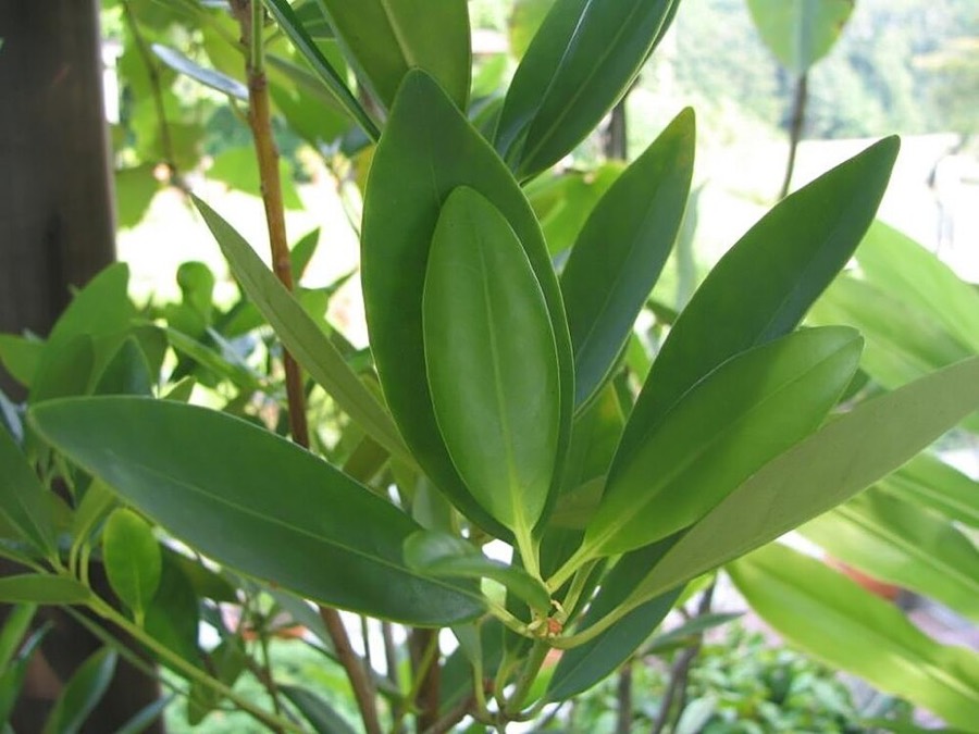Ảnh minh hoạ Hồi (Illicium verum) 4