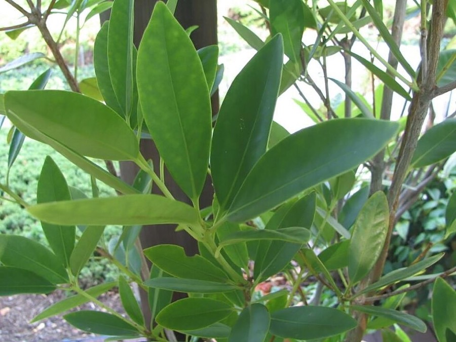 Ảnh minh hoạ Hồi (Illicium verum) 5