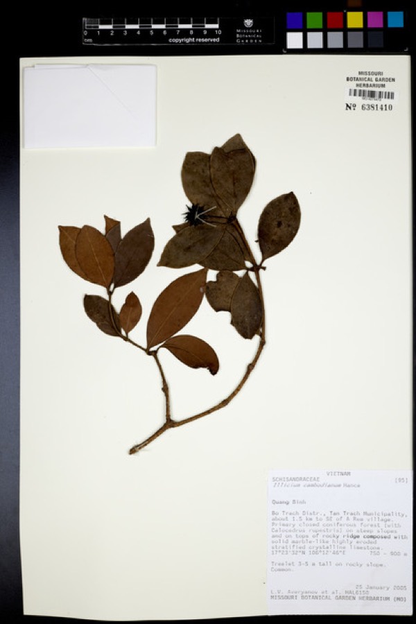 Ảnh minh hoạ Hồi Núi (Illicium griffithii) 4
