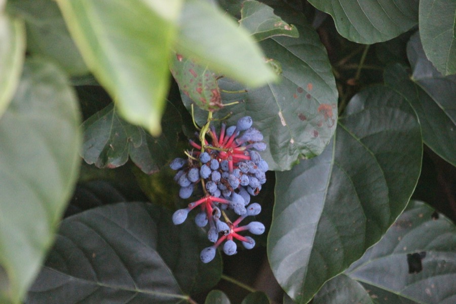 Ảnh minh hoạ Hồng Đằng (Sargentodoxa cuneata) 5