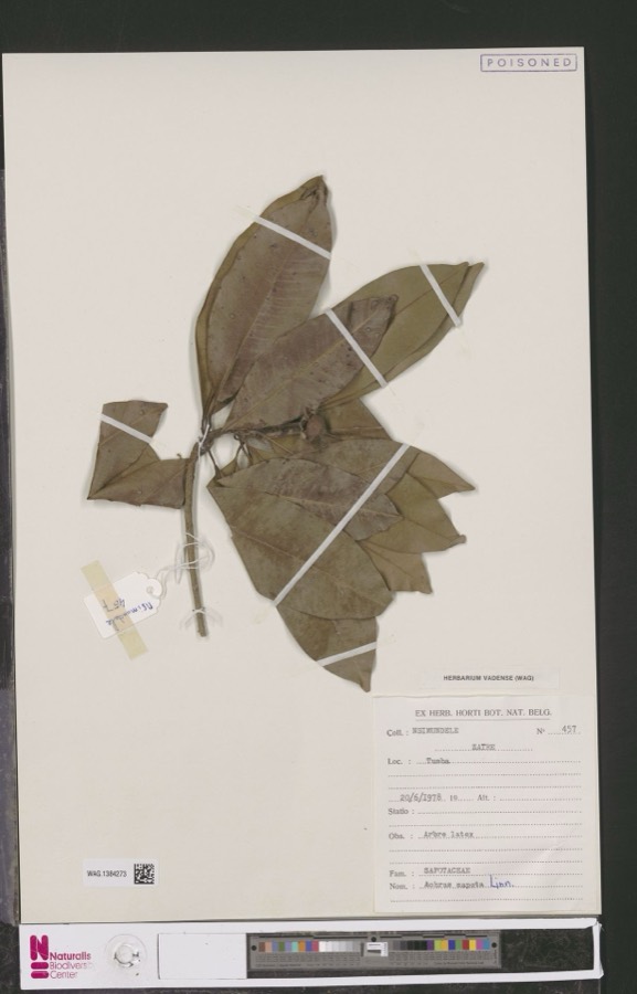 Ảnh minh hoạ Hồng Xiêm (Achras sapota) 4