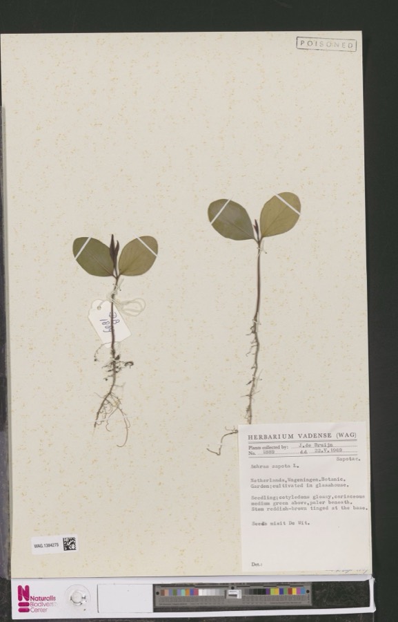 Ảnh minh hoạ Hồng Xiêm (Achras sapota) 5