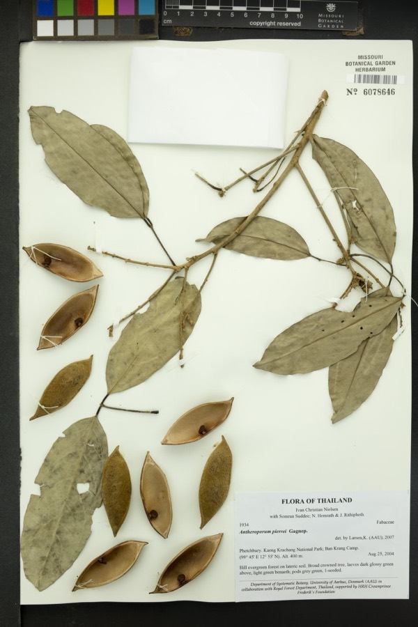 Ảnh minh hoạ Hột Mát (Antheroporum pierrei) 5