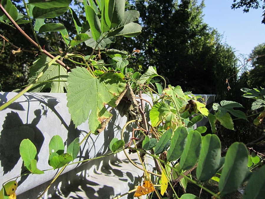 Ảnh minh hoạ Hublông (Humulus lupulus) 4