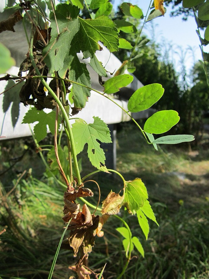 Ảnh minh hoạ Hublông (Humulus lupulus) 5