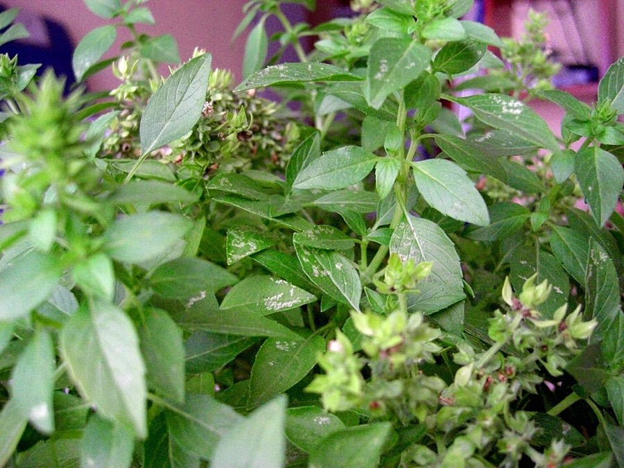Ảnh minh hoạ Húng Quế (Ocimum basilicum) 1