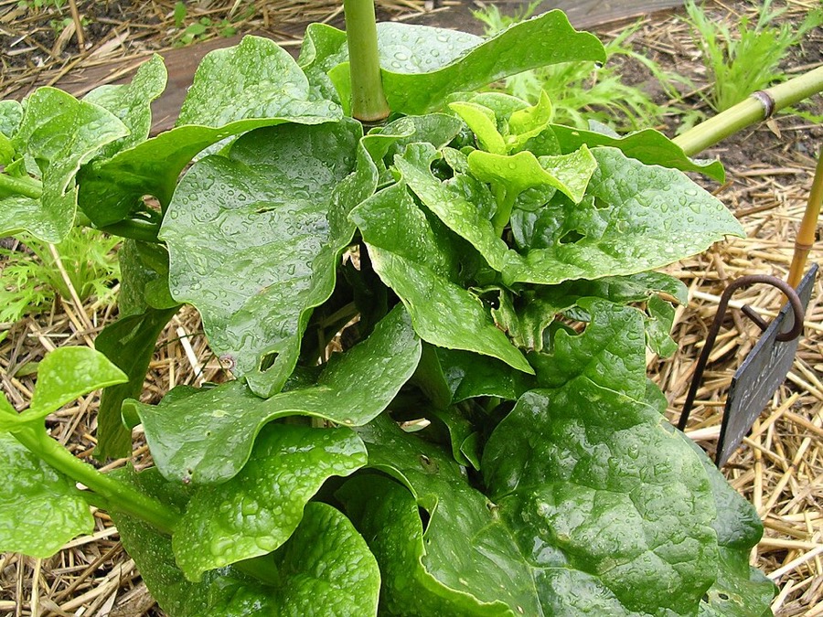 Ảnh minh hoạ Húng Quế (Ocimum basilicum) 2