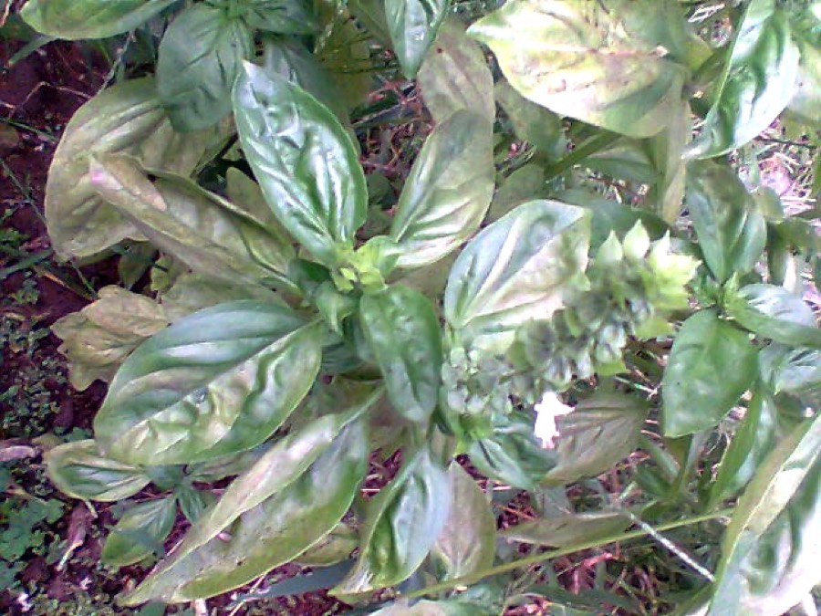 Ảnh minh hoạ Húng Quế (Ocimum basilicum) 3