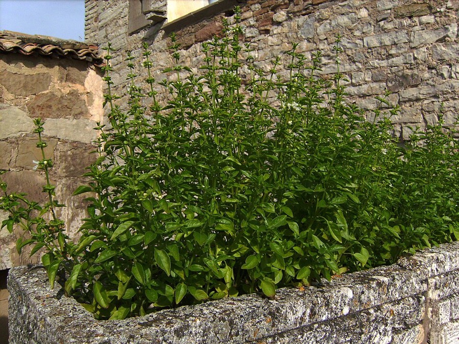 Ảnh minh hoạ Húng Quế (Ocimum basilicum) 4